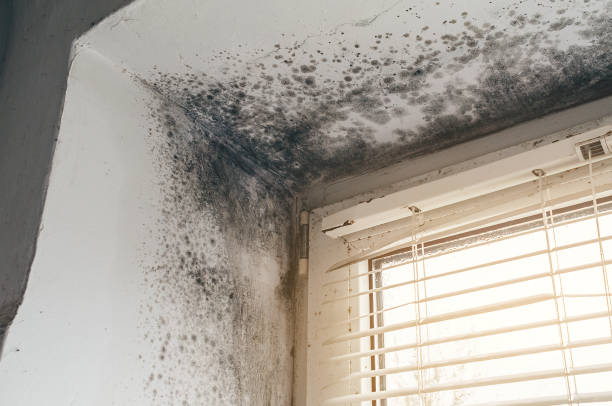 Affordable Black Mold Remediation solutions in Edgewater, MD